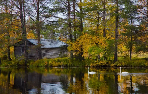 Осень, лес, деревья, озеро, берег, домик, лебеди, Финляндия
