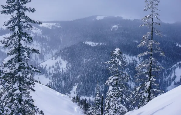 Картинка зима, лес, снег, деревья, горы, панорама, Россия, Хабаровский край