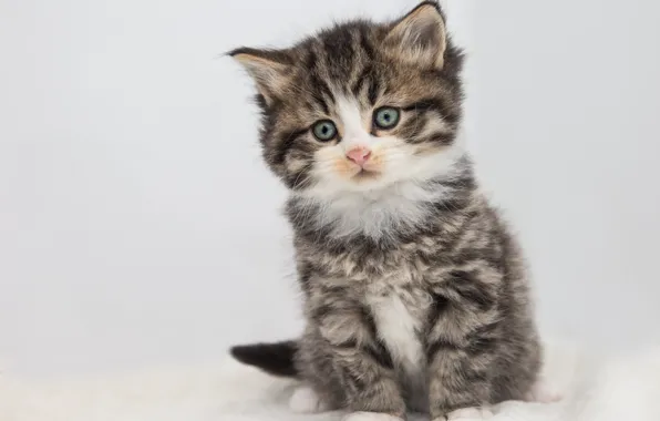 Картинка кошка, взгляд, поза, серый, милая, пушистый, малыш, белый фон