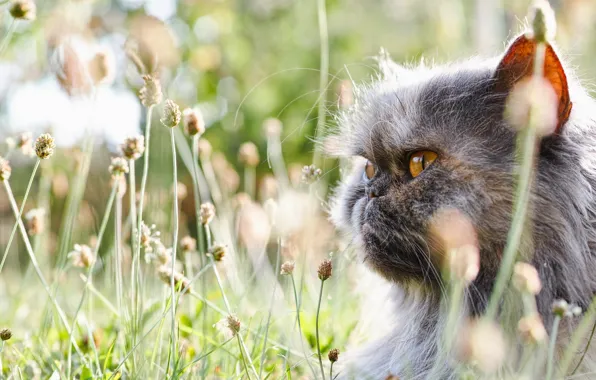 Картинка трава, кот, морда, пушистый, перс, Персидский кот