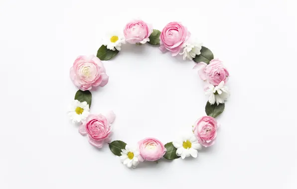 Цветы, ромашки, розовые, pink, flowers, пионы, peonies, camomile
