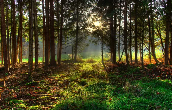 Лес, трава, солнце, деревья