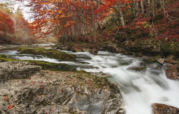 Картинка осень, лес, деревья, природа, река