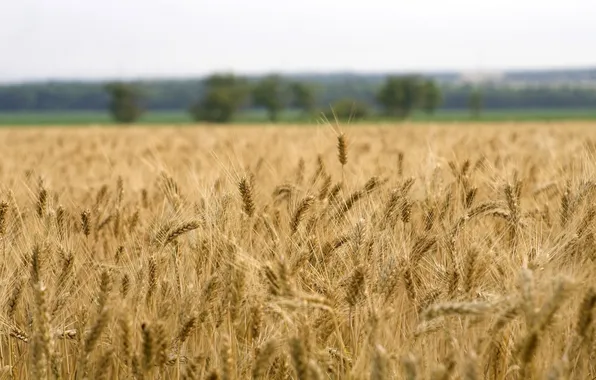 Картинка пшеница, поле, колосья