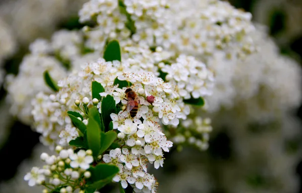 Картинка Весна, Spring, Wasp, Боярышник, Hawthorn, Цветение Боярышника, Flowering, Оса