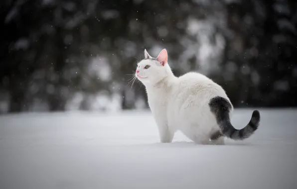 Картинка зима, кошка, снег, котейка