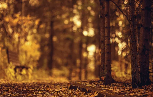 Картинка осень, листья, деревья, скамейка, природа, фон, дерево, widescreen