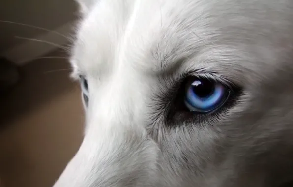 Глаза, собака, голубые, белая