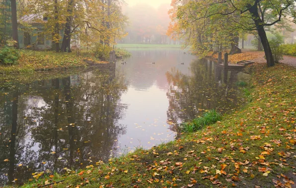 Осень, деревья, птицы, туман, озеро, пруд, отражение, берег