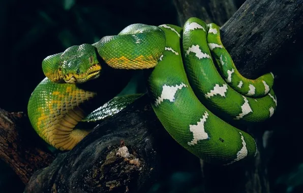 Змея, Ветка, Животные, Snake, Зелёная