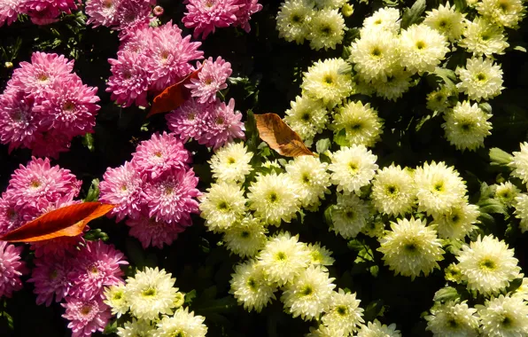 Картинка трава, цветы, widescreen, обои, wallpaper, широкоформатные, background, обои на рабочий стол