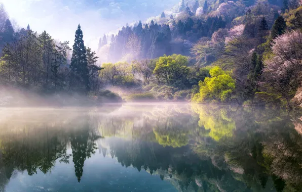 Деревья, природа, туман, озеро, весна, утро, Южная Корея, 대한민국