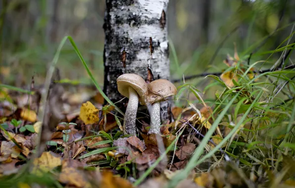 Картинка осень, лес, грибы, подберёзовик