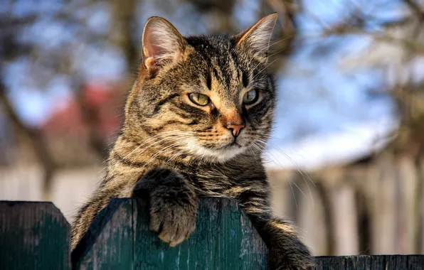 Картинка кот, забор, мордочка, котейка, Игорь Денисов
