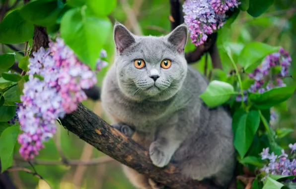Кошка, кот, взгляд, цветы, природа, серый, дерево, ветка