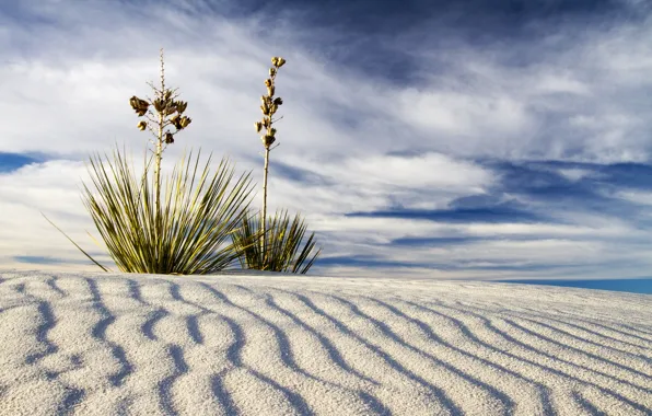 Картинка песок, пейзаж, пустыня, растение