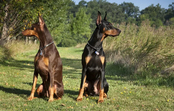 Чёрный, пара, коричневый, доберманы, Tampa-family-lawyer