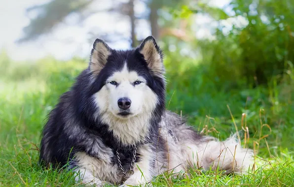 Взгляд, друг, собака