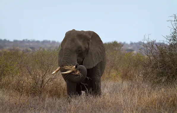 Картинка природа, слон, Африка