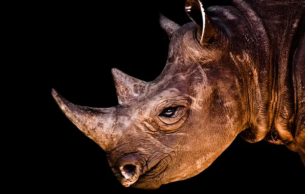 Картинка взгляд, животное, рога, носорог, horns, rhino, animal, 2560x1600