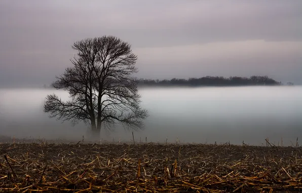 Картинка поле, пейзаж, туман, дерево