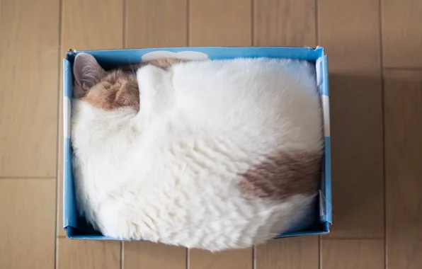 Кошка, коробка, спит, вид сверху, Ben Torode, Hannah, Benjamin Torode