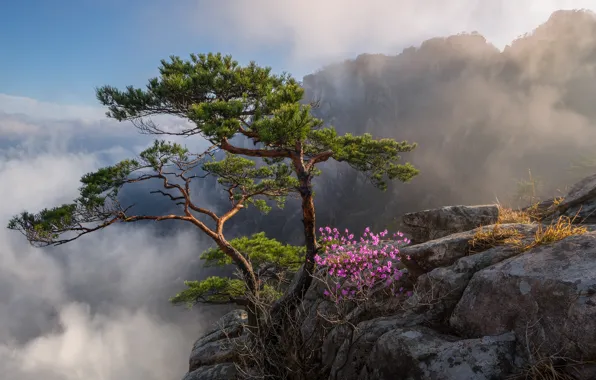 Облака, деревья, пейзаж, горы, природа, скалы, цветение, Южная Корея