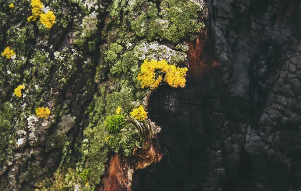 Дерево, Мох, Tree, Ash, Крупный план, Close-up, Moss, Burn