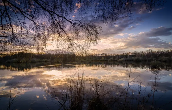 Картинка лес, озеро, отражение