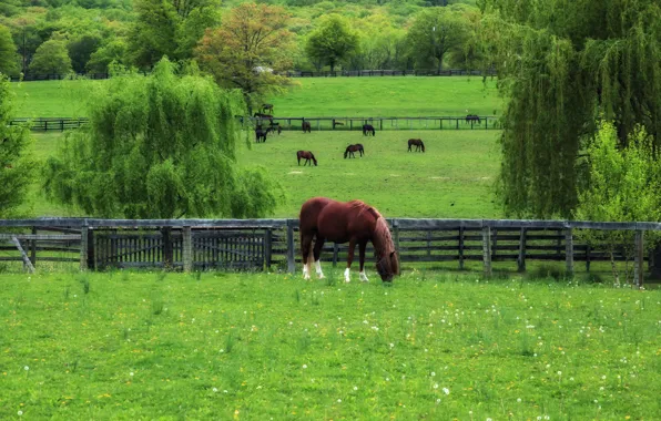 Картинка трава, деревья, весна, лошади, пастбище, одуванчики, зленая