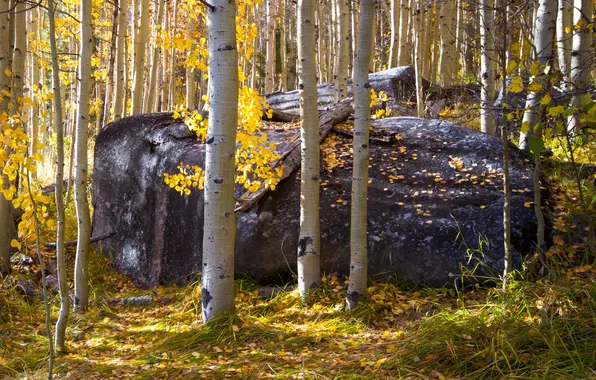 Осень, лес, трава, свет, деревья, природа, стволы, листва