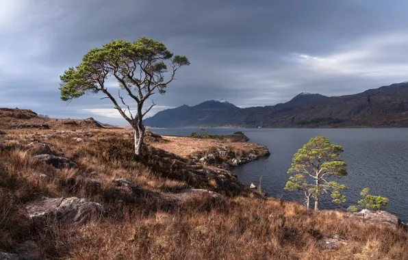 Картинка tree, Scottish Highlands, Scots pine, Wester ross