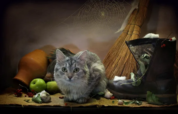 Кошка, кот, листья, животное, яблоки, паутина, мышь, мешковина