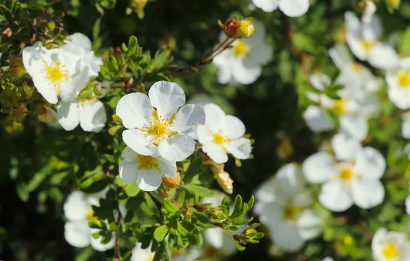 White, twig, blooming