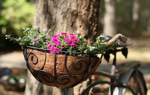 Картинка цветы, велосипед, улица
