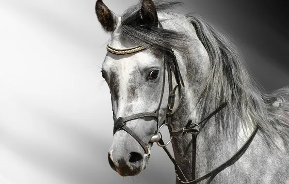 Картинка eyes, horse, head