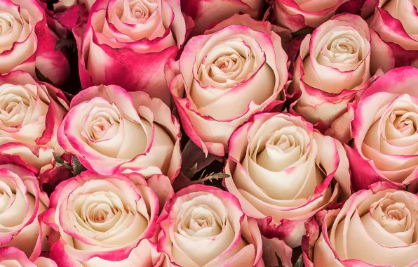 Картинка цветы, розы, букет, pink, flowers, bouquet, roses