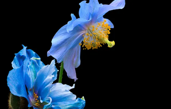 Flowers, petals, bunch, pistils, stambs