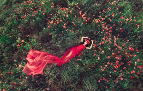 Картинка поле, девушка, цветы, маки, платье в красном