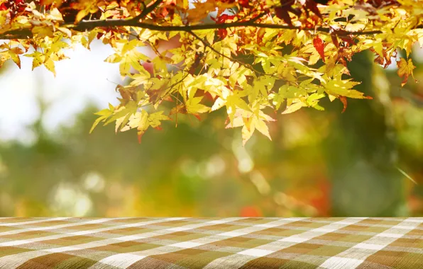 Осень, листья, дерево, colorful, клен, autumn, leaves, maple