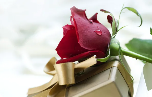 Цветок, капли, любовь, праздник, коробка, подарок, роза, чувства