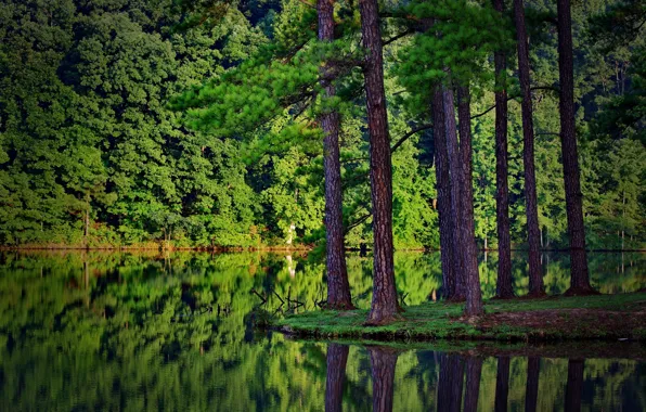 Картинка лес, природа, река, ели, отражение в воде