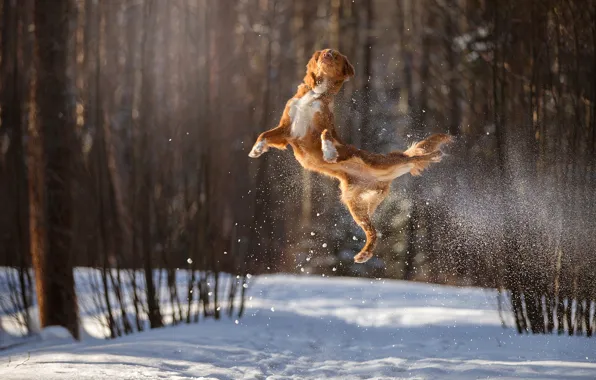 Картинка зима, снег, прыжок, собака, полёт, в воздухе, боке
