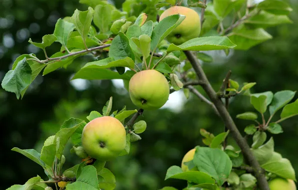 Apple, fruit, twig