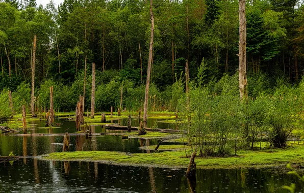 Зелень, лес, деревья, берег, болото, сухие, водоем, кустарники