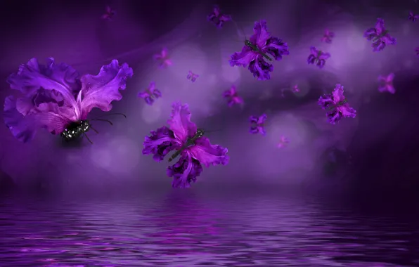 Бабочки, лепестки, water, purple, butterflies, floral
