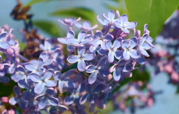 Flower, spring, lilac, blooming