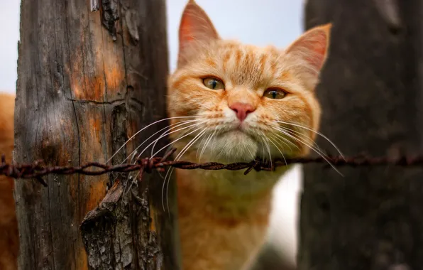Кошка, кот, усы, взгляд, поза, забор, проволока, портрет