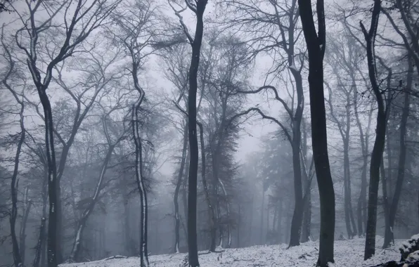 Зима, лес, снег, деревья, природа, туман, Германия, Germany