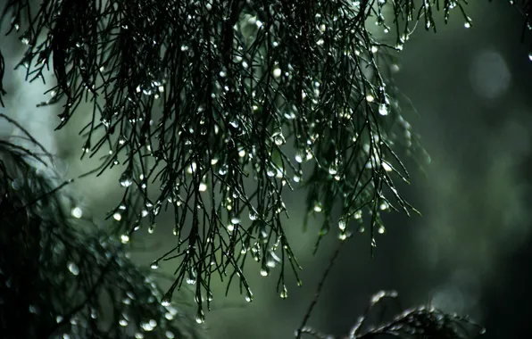 Картинка капли воды, water drops, ветка дерева, размытый фон, blurred background, tree branch, Sitthan Kutty